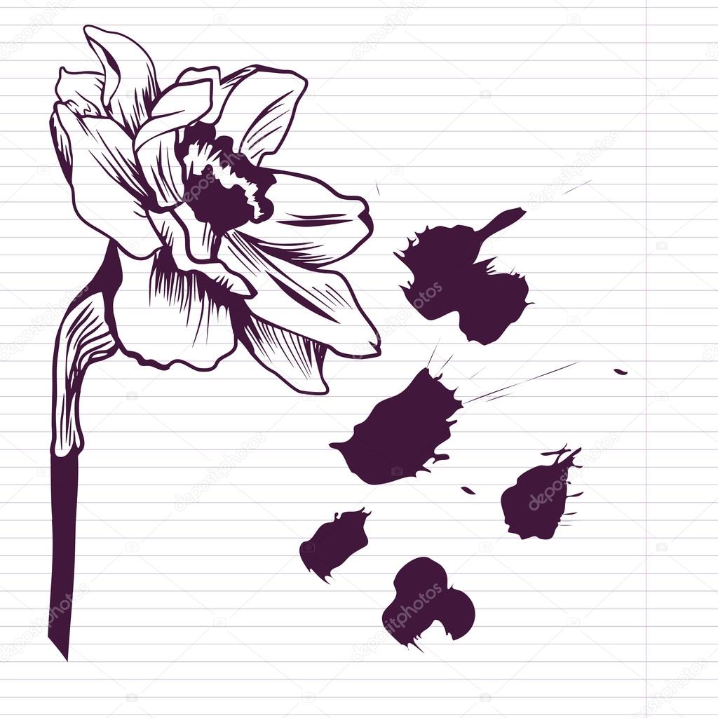 Ink drawing daffodil