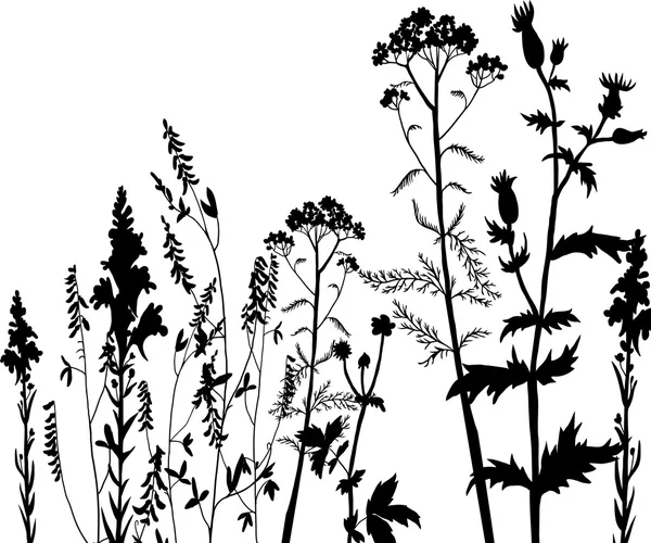 Silhuetter av blommor och gräs — Stock vektor