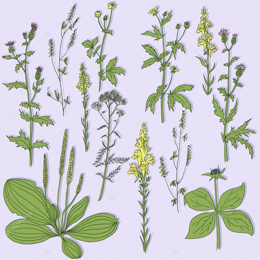 Set of line drawing herbs