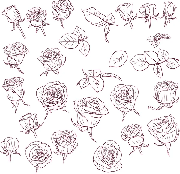Set of linear drawing roses — Stock Vector