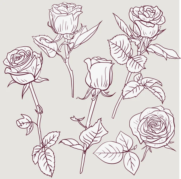 Conjunto de rosas de desenho linear — Vetor de Stock