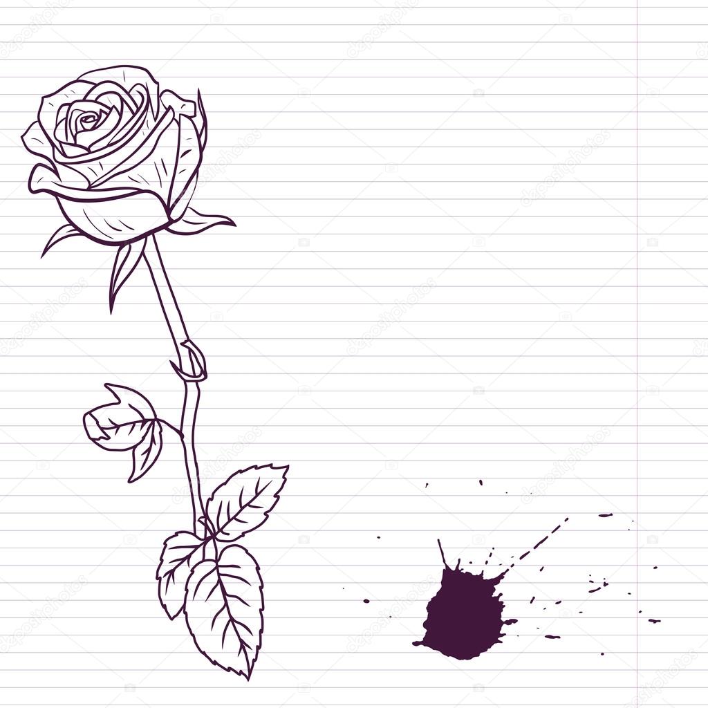 Ink drawing rose