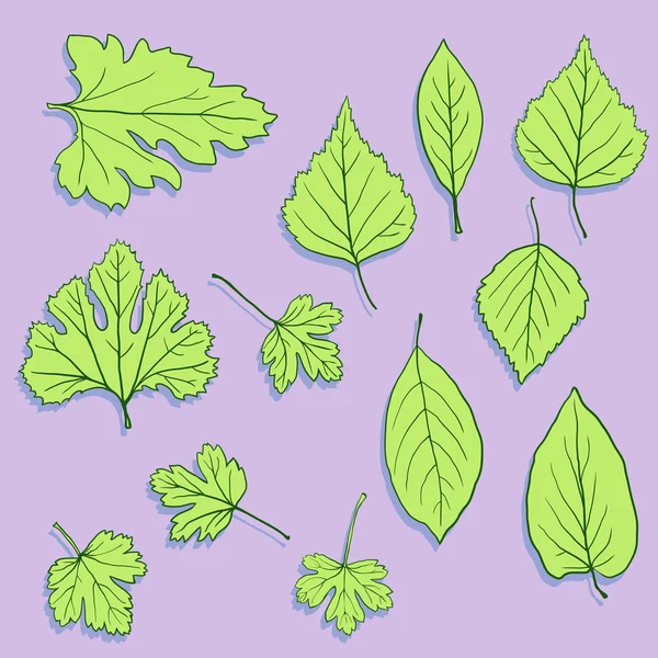 Set of linear drawing leaves — Stock Vector