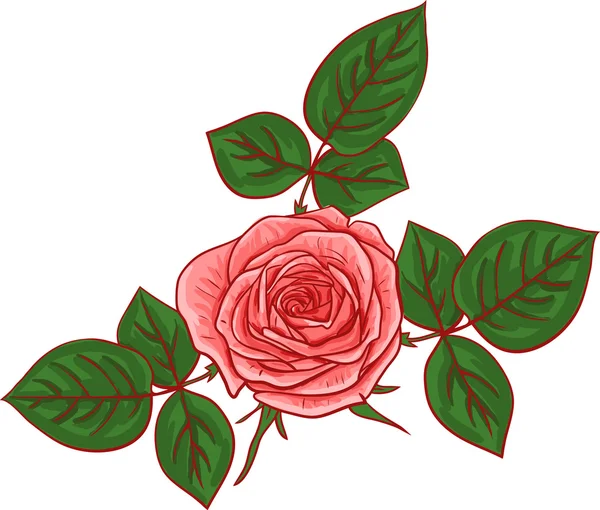 Painting rose with leaves — Stock Vector