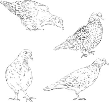 set van lineaire tekening duiven