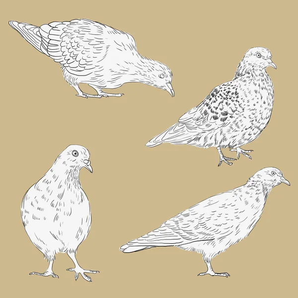 Conjunto de palomas de dibujo lineal — Vector de stock