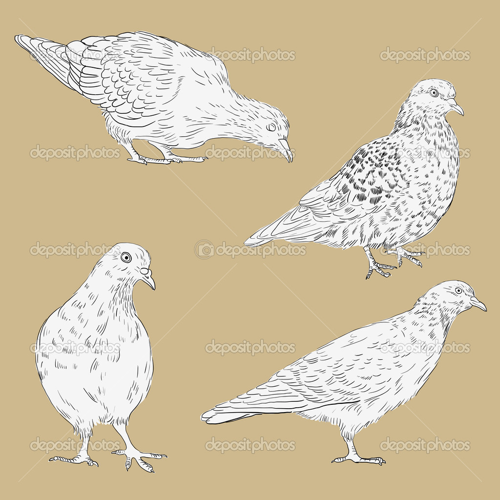 Set of linear drawing doves