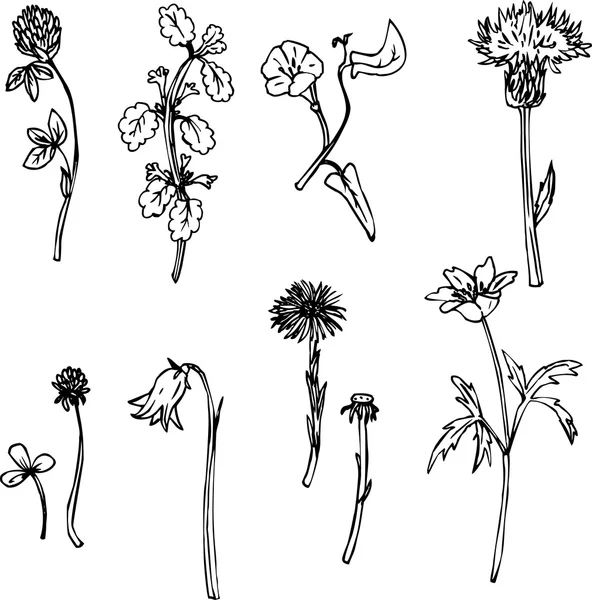 Conjunto de hierbas de dibujo de línea — Vector de stock