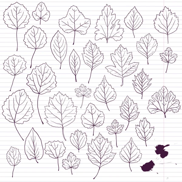 Serie di foglie di disegno lineare su carta allineata — Vettoriale Stock