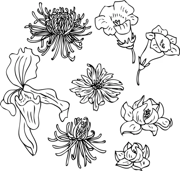 Set of line drawing flowers — Stock Vector