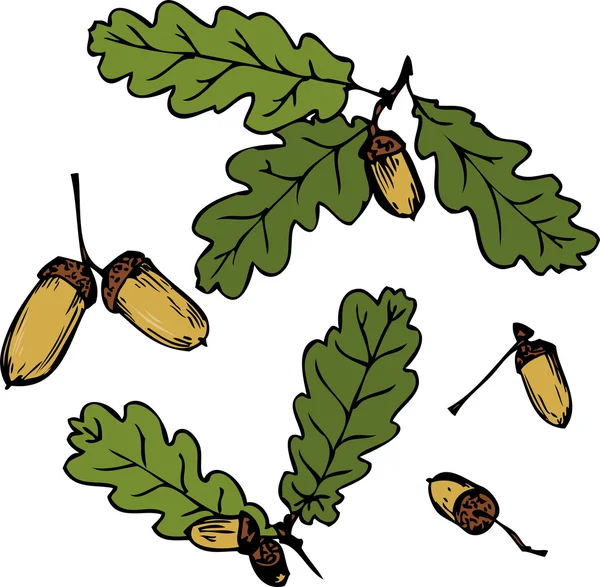 Набор ветвей дуба — стоковый вектор