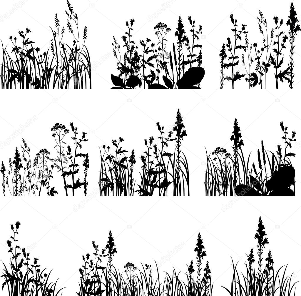 Silhouettes of flowers and grass