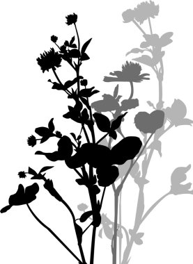 Silhouette bitkiler ve çiçekler