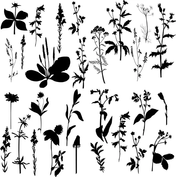 Σιλουέτες των λουλούδια και γρασίδι — Διανυσματικό Αρχείο