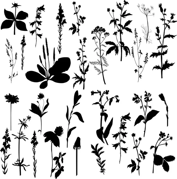 Silhouetten van bloemen en gras — Stockvector