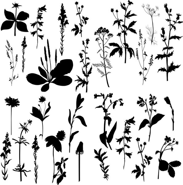 Silhouettes  of flowers and grass
