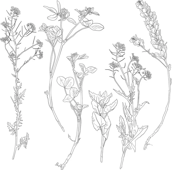 Conjunto de líneas de dibujo de hierbas y flores — Vector de stock