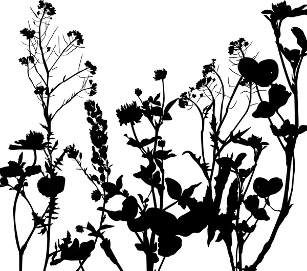 香草和花儿的剪影 — 图库矢量图片