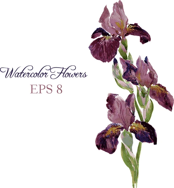 Irises drawing by watercolor — Stock Vector