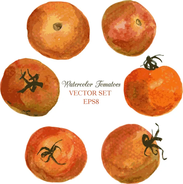 Kiraz domates tarafından suluboya çizimi — Stockvector