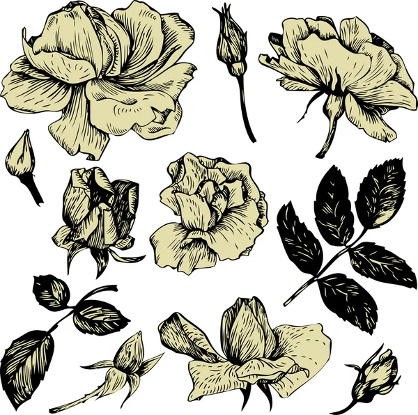 Ensemble floral vectoriel vintage — Image vectorielle