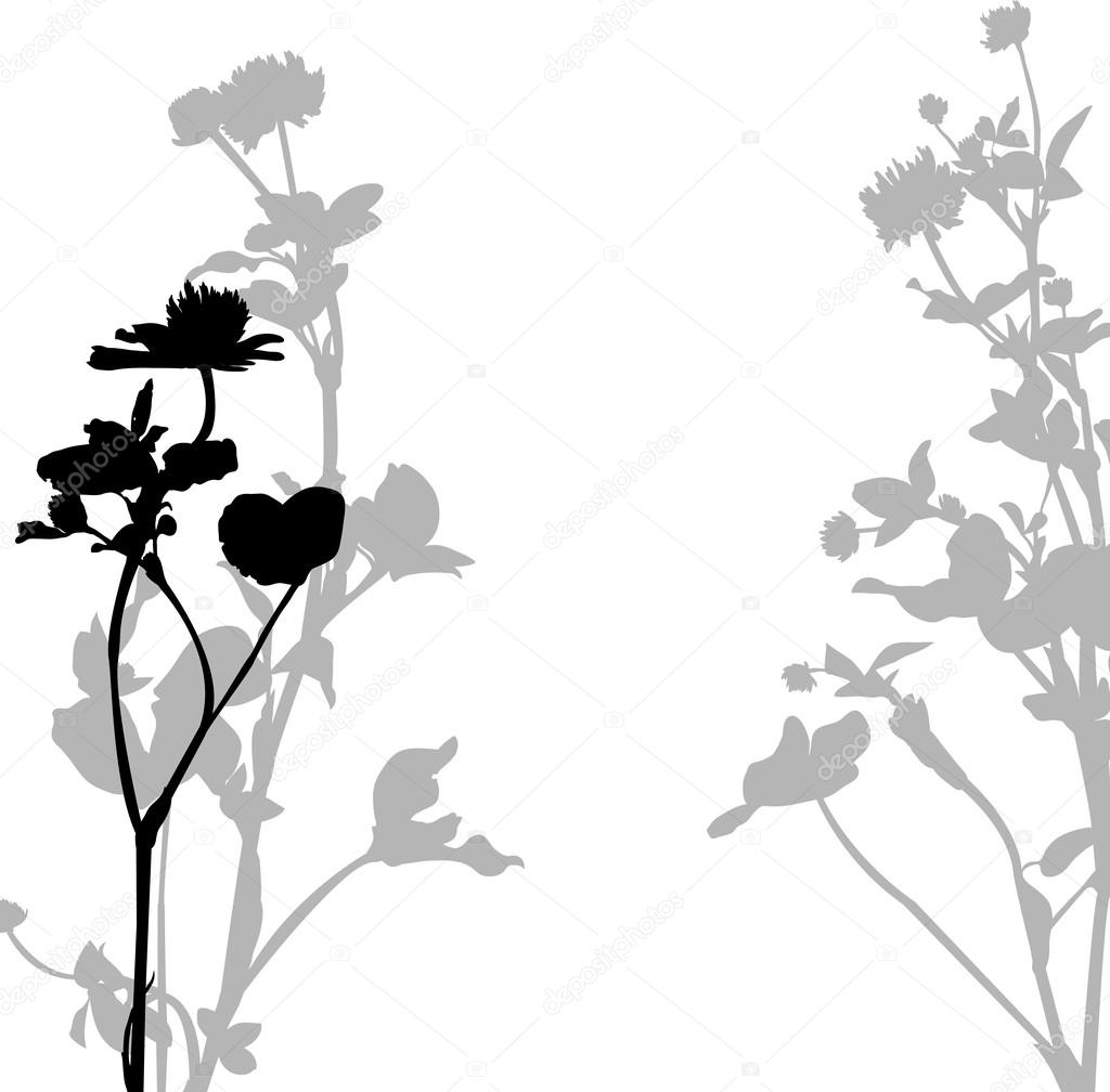 Silhouette of herbs and flowers