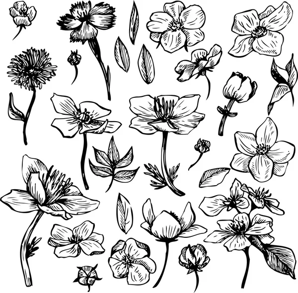 Ensemble floral vectoriel vintage — Image vectorielle