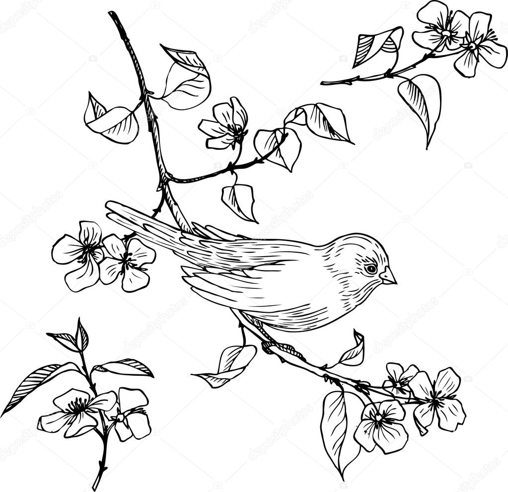Dessin Linéaire Doiseau à Branche Image Vectorielle