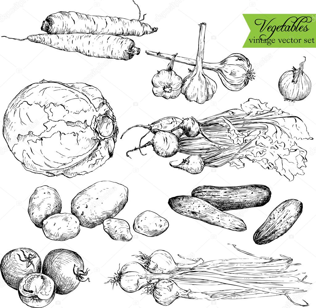 Set of  ink drawing vegetables