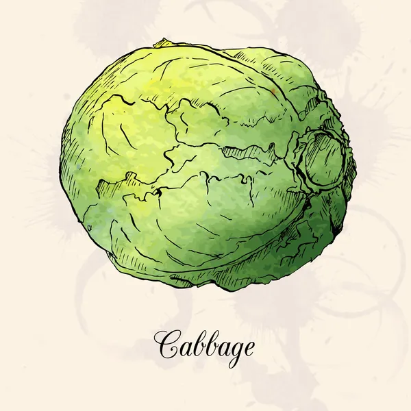 Hand drawn cabbage — Stock Vector