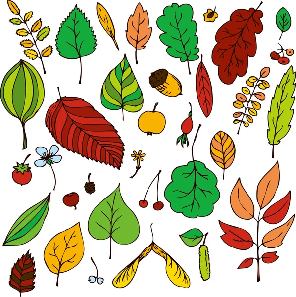 Vector set of leaves — Stock Vector