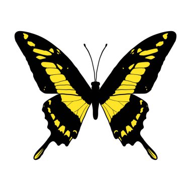 vektör kral kırlangıç kelebeği çiziyor