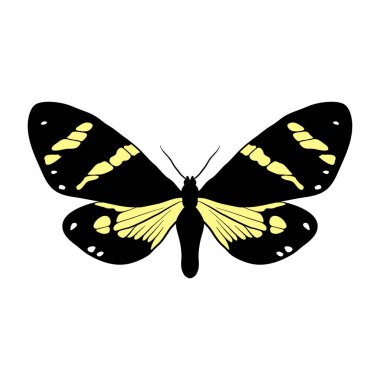 Chetone kotilina kelebeği çizen vektör