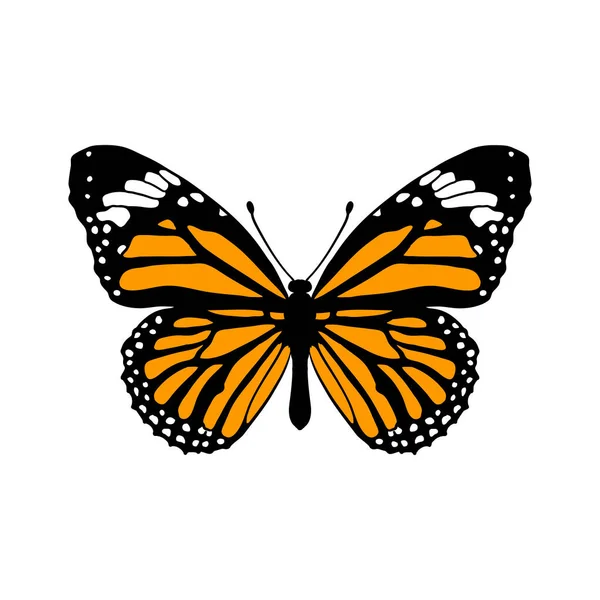 Vector drawing monarch butterfly — стоковый вектор