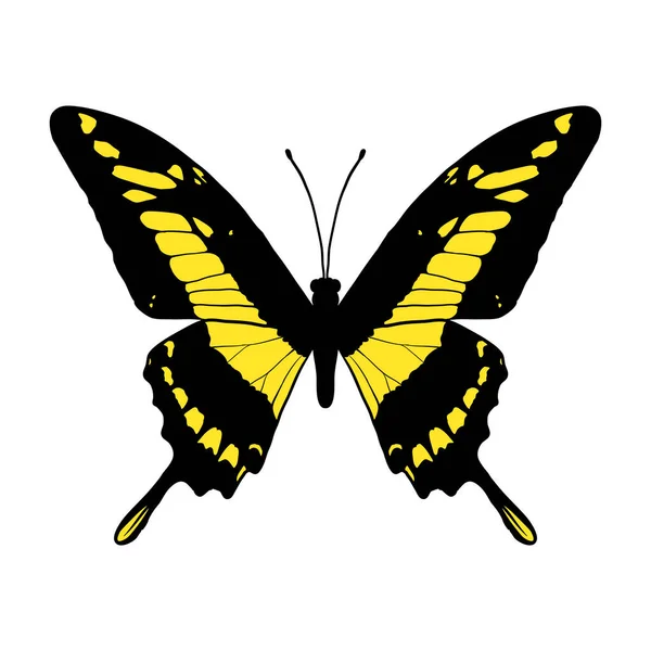 Vector drawing king swallowtail butterfly — Vettoriale Stock