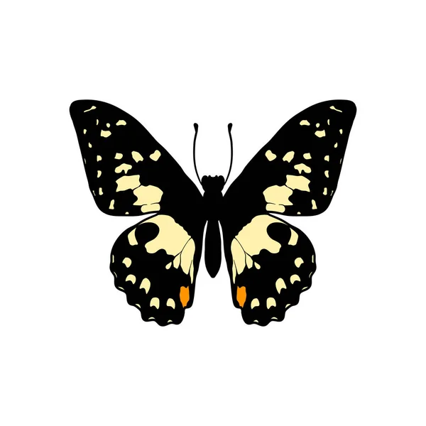 Vector drawing lime butterfly — Stockvector