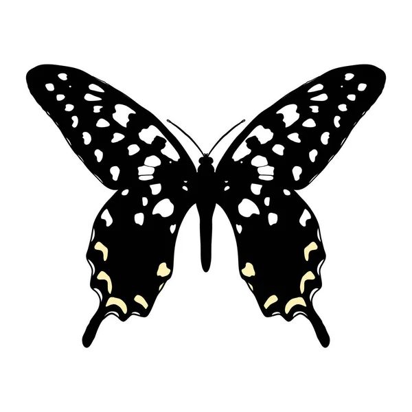 Dibujo vectorial Madagascar mariposa cola de golondrina gigante — Vector de stock