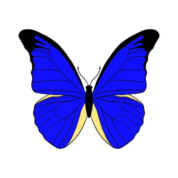 Vector drawing giant blue morpho butterfly — Stockvector