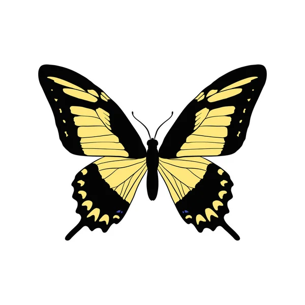Vektor menggambar kupu-kupu swallowtail banded luas - Stok Vektor
