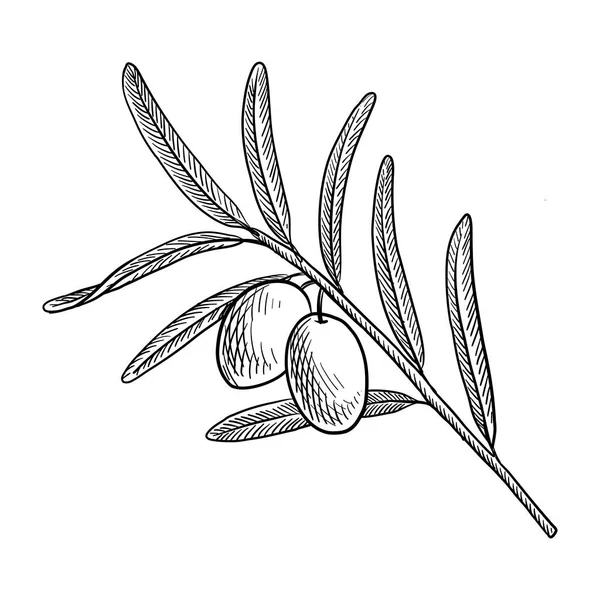 Ramo de oliveira de desenho de vetor com frutos e folhas — Vetor de Stock