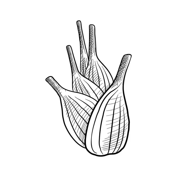 Vector drawing bulb of fennel —  Vetores de Stock
