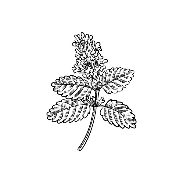 Φυτό διανυσματικό σχέδιο από βάλσαμο λεμονιού — Διανυσματικό Αρχείο
