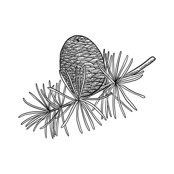 Dessin vectoriel branche de cèdre — Image vectorielle