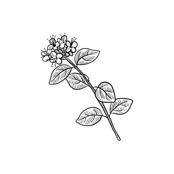 Vector drawing plant of marjoram — ストックベクタ