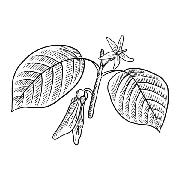 Vector drawing branch of dipterocarpus — стоковый вектор