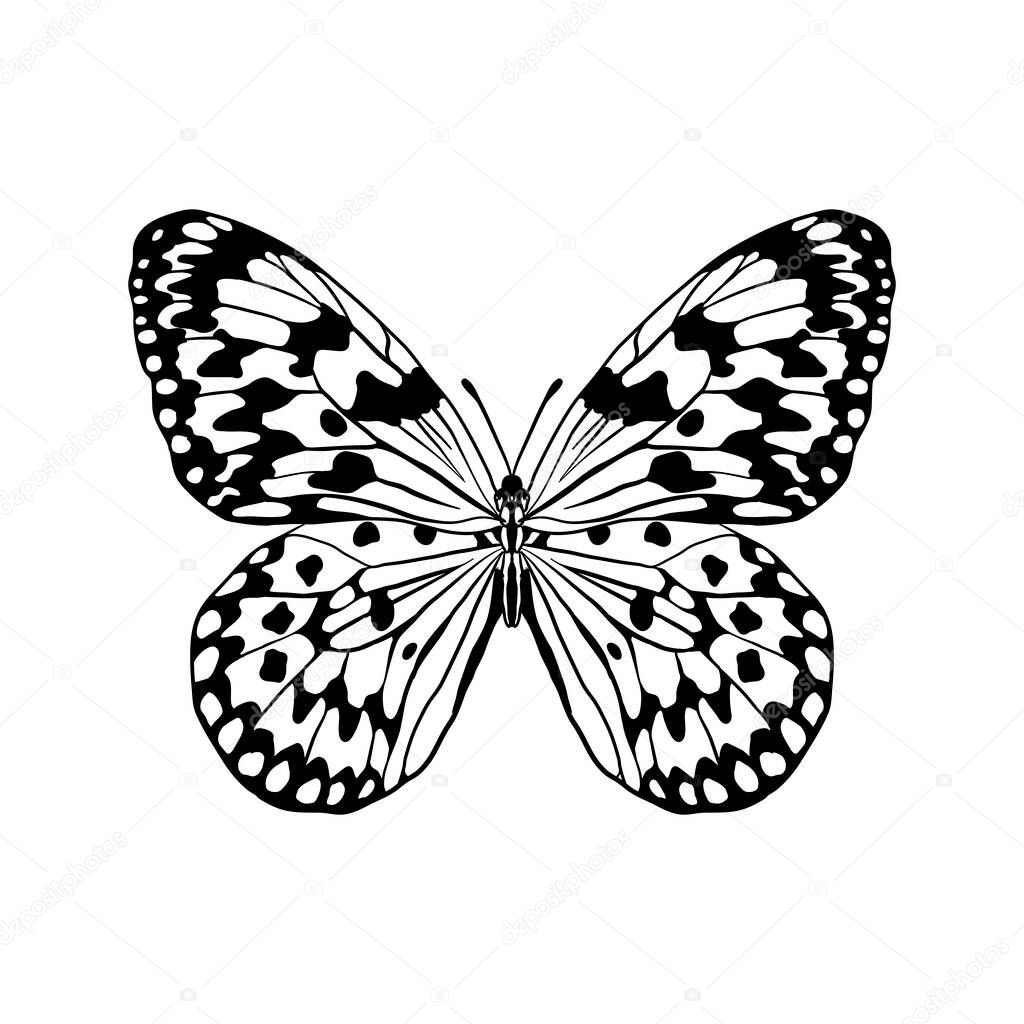 vector drawing rice paper butterfly