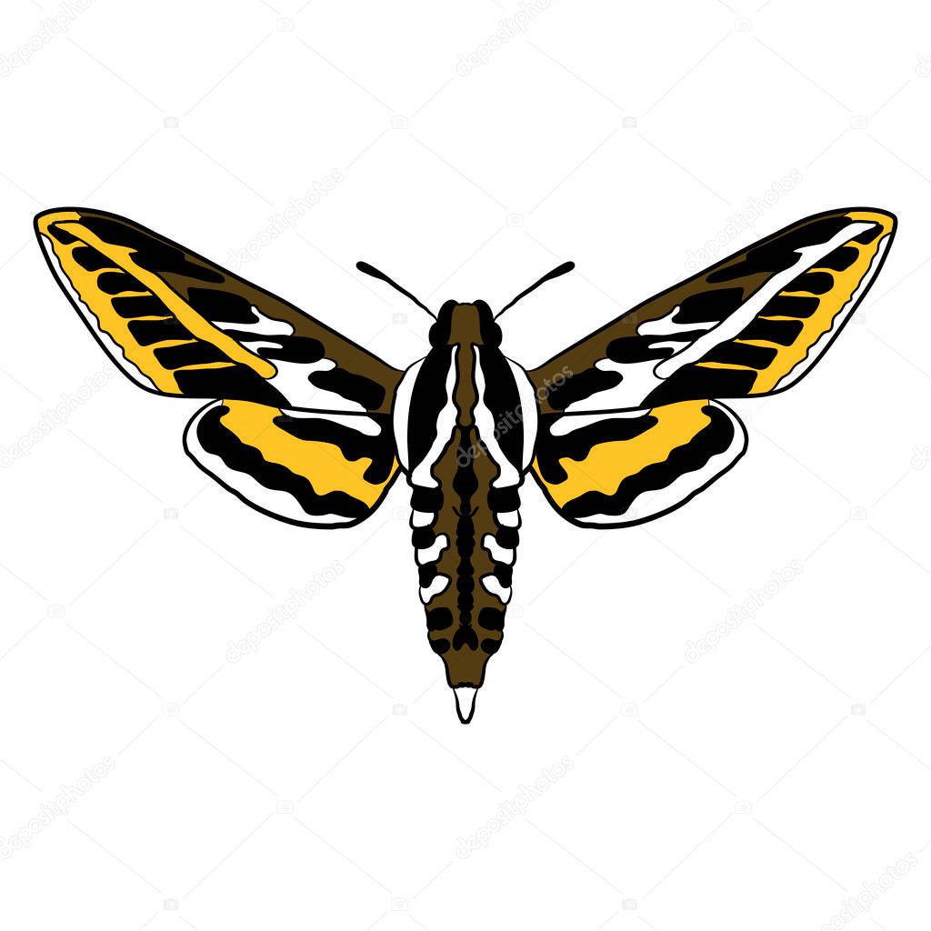 vector drawing butterfly