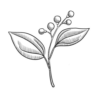 vector drawing branch of camphor tree clipart