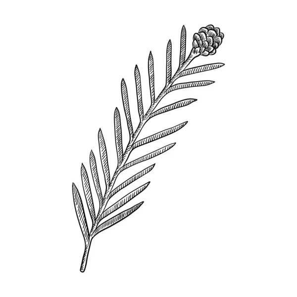 Vector drawing branch of redwood — 스톡 벡터