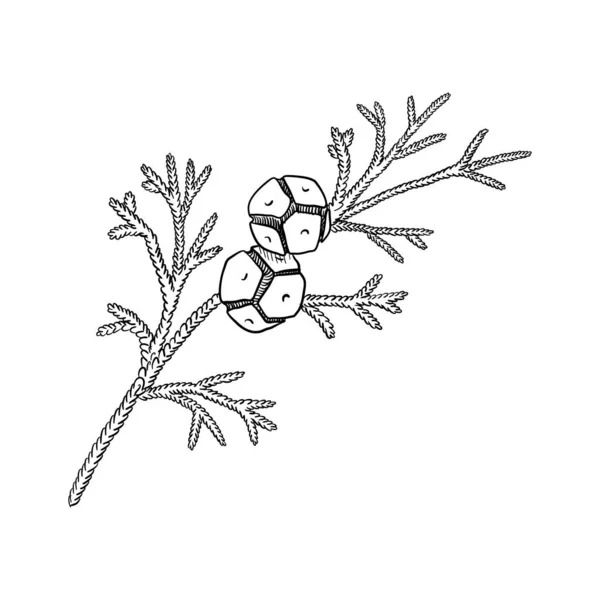 Vector drawing branch of hinoki cypress — Stockový vektor